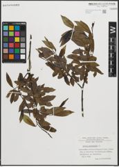 Foto von Salix pentandra L.